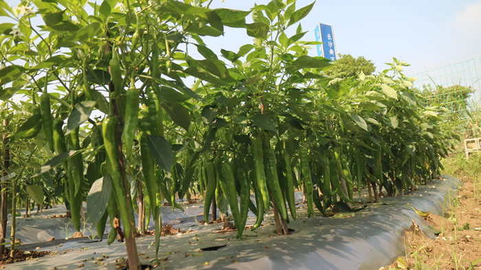 2019年長(zhǎng)沙新萬(wàn)農(nóng)種業(yè)有限公司新品種觀摩邀請(qǐng)函